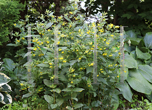 Picture of Lysimachia ciliata 'Atropurpurea'