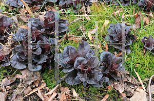 Picture of Lysimachia ciliata 'Atropurpurea'