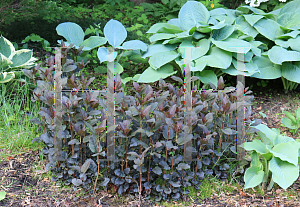 Picture of Lysimachia ciliata 'Atropurpurea'