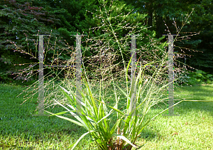 Picture of Eragrostis spectabilis 