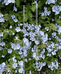 Picture of Plumbago auriculata 