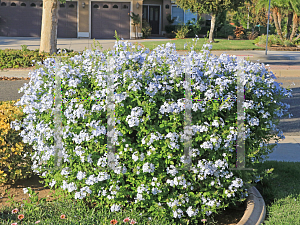 Picture of Plumbago auriculata 