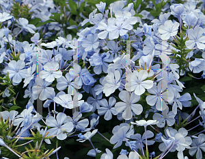 Picture of Plumbago auriculata 