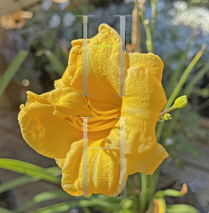 Picture of Hemerocallis  'TG08' (Evergreen Stella)