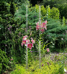 Picture of Lilium  'Stargazer'