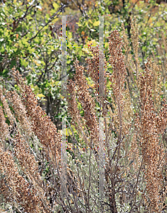 Picture of Artemisia tridentata '~Species'