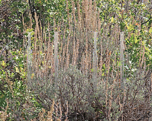 Picture of Artemisia tridentata '~Species'