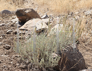 Picture of Artemisia tridentata '~Species'