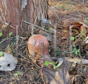 Picture of Taxodium distichum 