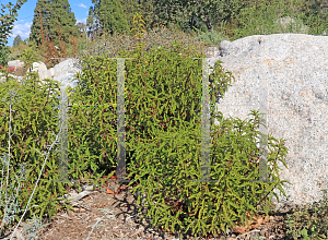 Picture of Chamaebatiaria millefolium '~Species'