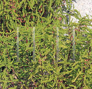 Picture of Chamaebatiaria millefolium '~Species'