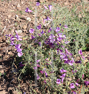 Picture of Penstemon heterophyllus '~Species'