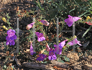 Picture of Penstemon heterophyllus '~Species'