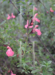 Picture of Salvia x jamensis '~Species'