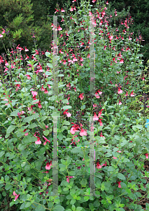 Picture of Salvia x jamensis 'Ann Platzer'