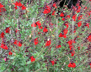 Picture of Salvia x jamensis 'Siren'