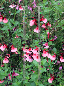 Picture of Salvia x jamensis 'Ann Platzer'