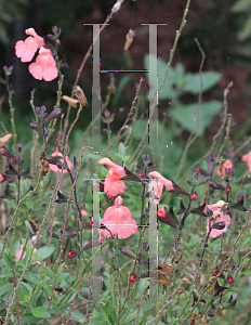 Picture of Salvia x jamensis 'Gail Watson'