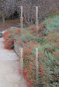 Picture of Diplacus aurantiacus 'Trish'