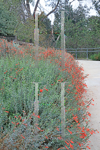 Picture of Diplacus aurantiacus 'Trish'