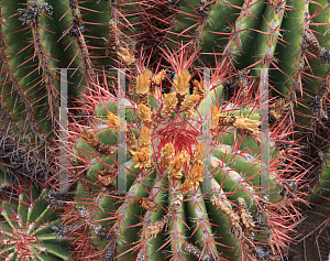 Picture of Ferocactus pilosus 