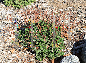 Picture of Eriogonum umbellatum 