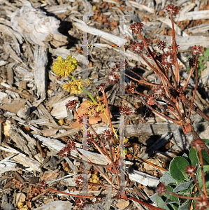 Picture of Eriogonum umbellatum 