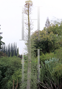 Picture of Fouquieria columnaris 
