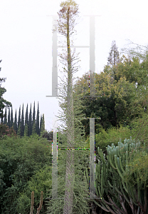 Picture of Fouquieria columnaris 