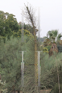 Picture of Fouquieria columnaris 