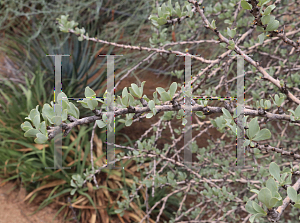 Picture of Fouquieria columnaris 