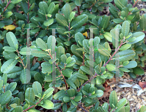 Picture of Frangula californica 