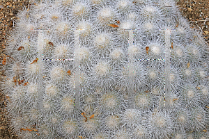 Picture of Mammillaria geminispina 