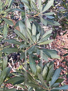 Picture of Myrica pensylvanica 