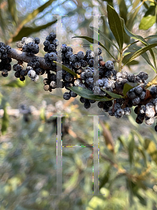 Picture of Myrica pensylvanica 