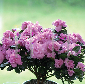 Picture of Rhododendron (subgenus Azalea) 'Sonnet Spring'