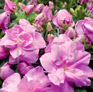 Picture of Rhododendron (subgenus Azalea) 'Provence'