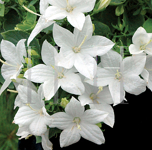 Picture of Campanula  'Camp Whit(StarinaWhite Star)'