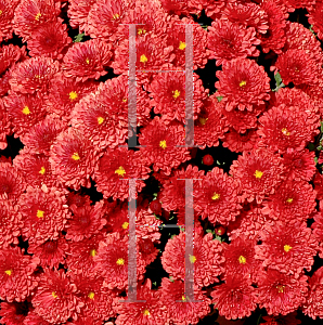 Picture of Dendranthema x grandiflorum 'Sly-Jenna'