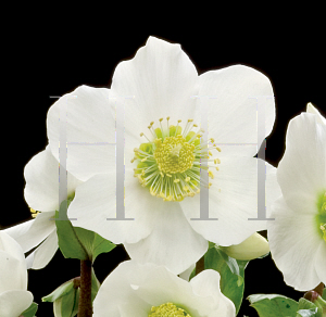 Picture of Helleborus niger 'HGC Jacob'