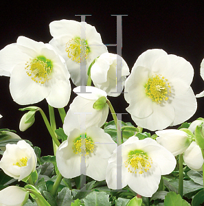 Picture of Helleborus niger 'HGC Josef Lemper'