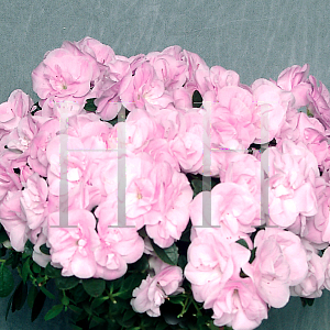 Picture of Rhododendron (subgenus Azalea) 'Rozalea Light Lavender'