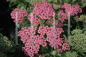 Picture of Achillea  'Pink Grapefruit'