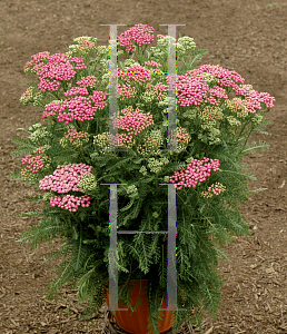 Picture of Achillea  'Pink Grapefruit'