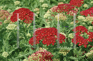 Picture of Achillea  'Pomegranate'