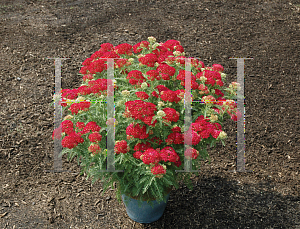 Picture of Achillea  'Pomegranate'