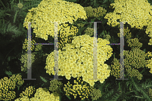 Picture of Achillea  'Sunny Seduction'