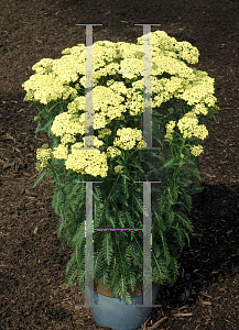 Picture of Achillea  'Sunny Seduction'