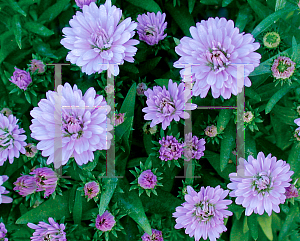 Picture of Symphyotrichum novi-belgii 'Peter III'