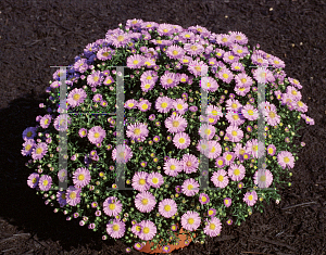 Picture of Symphyotrichum novi-belgii 'Shout'